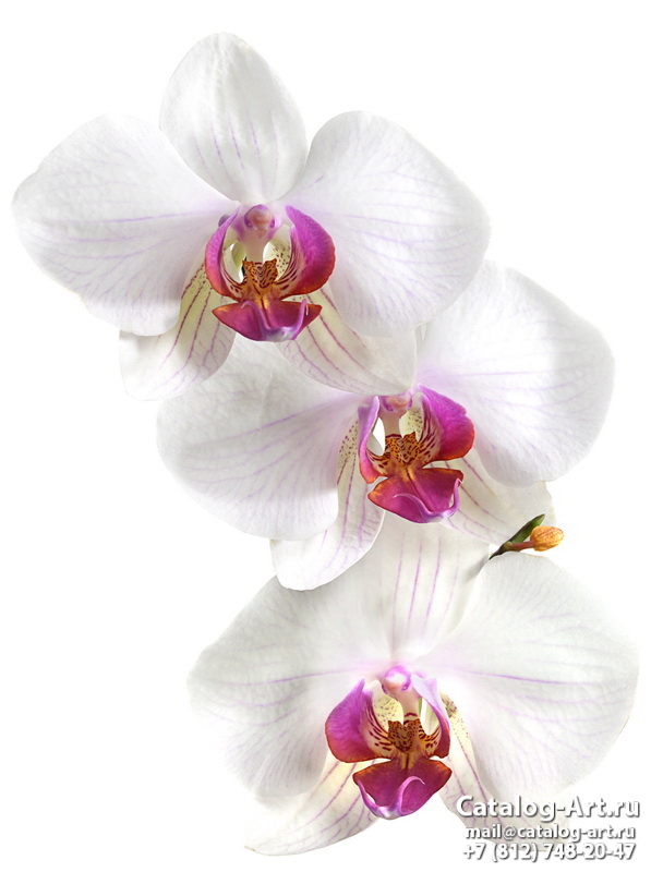 White orchids 1